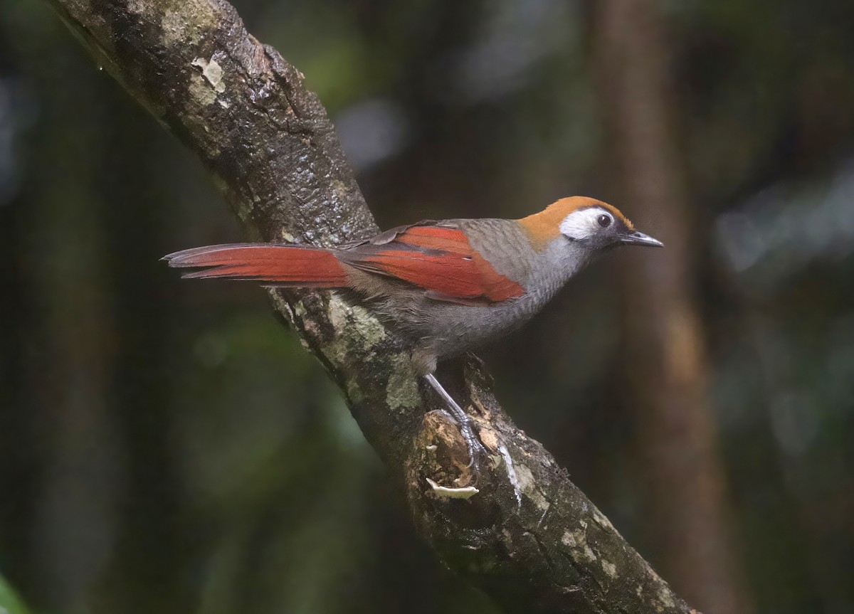 Red-tailed Laughingthrush - ML646966044