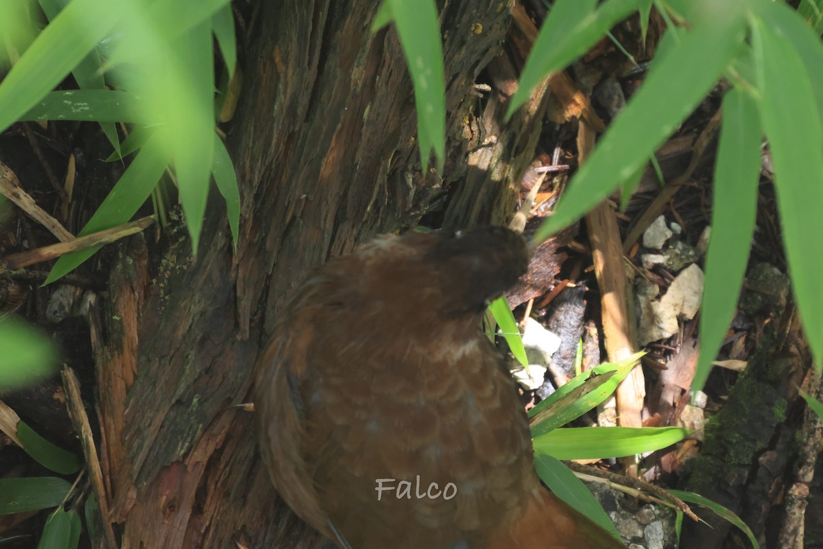 Black-faced Laughingthrush - ML646966047