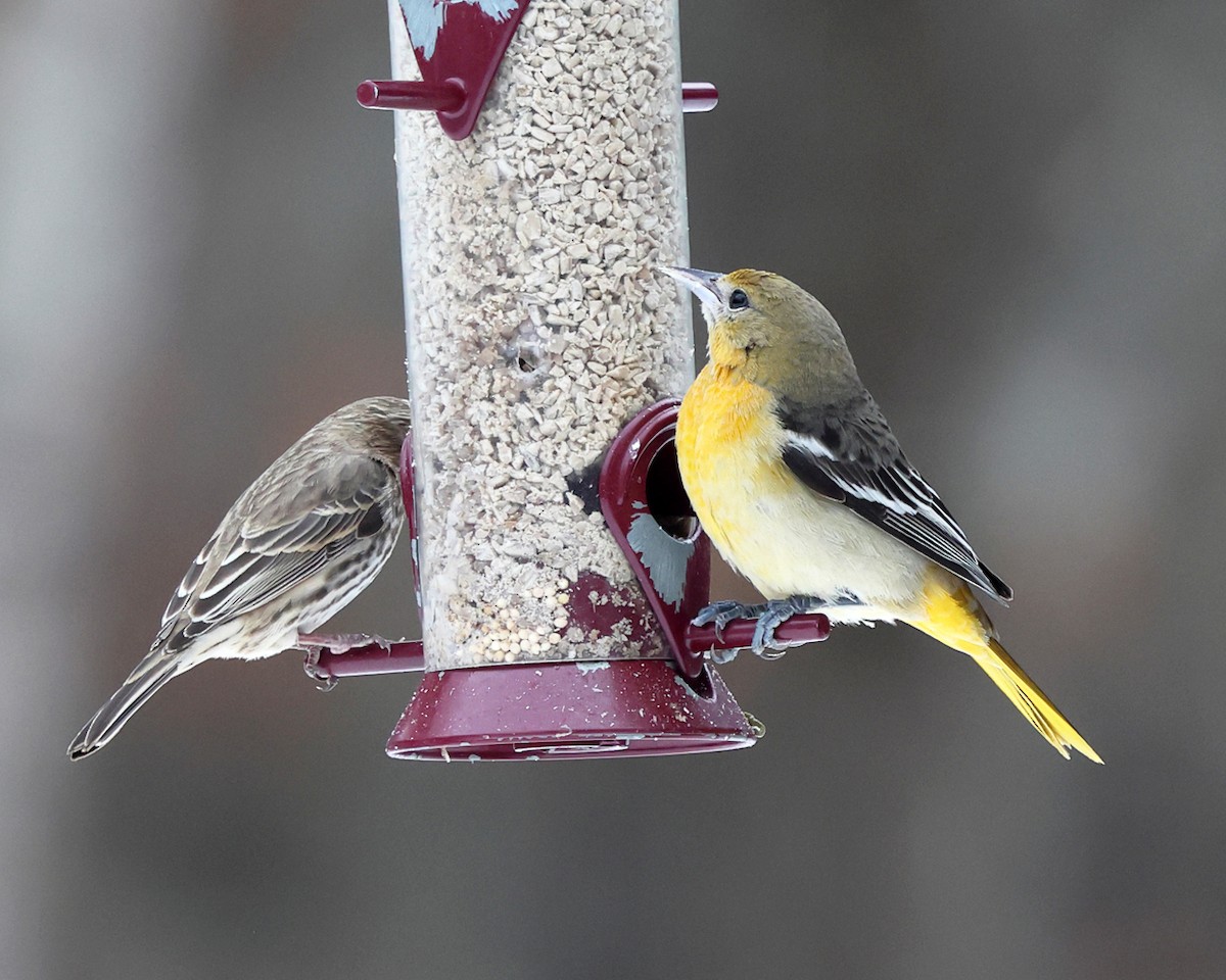 Baltimoretrupial - ML646966048