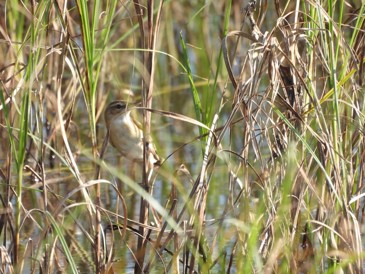 Хээрийн охил бялзуухай - ML646966049