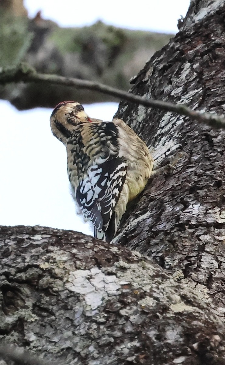 Yellow-bellied Sapsucker - ML646966053