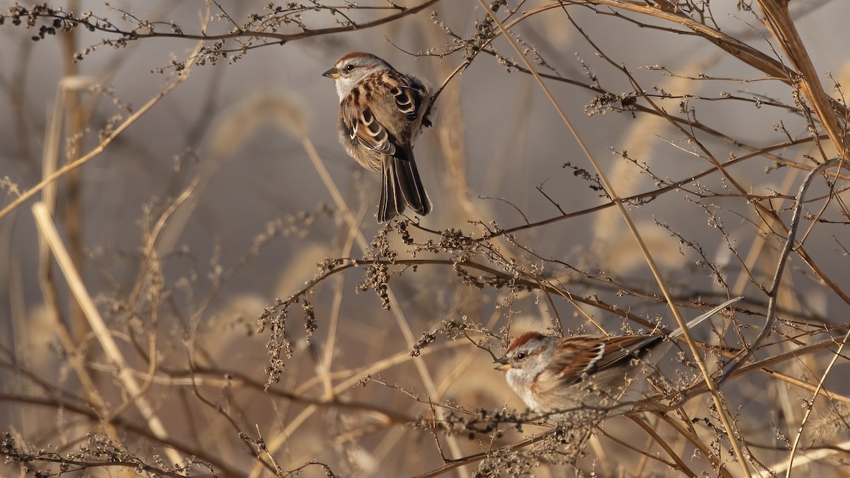 American Tree Sparrow - ML646966054