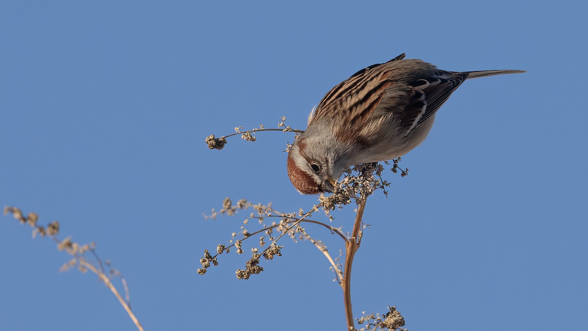 American Tree Sparrow - ML646966055