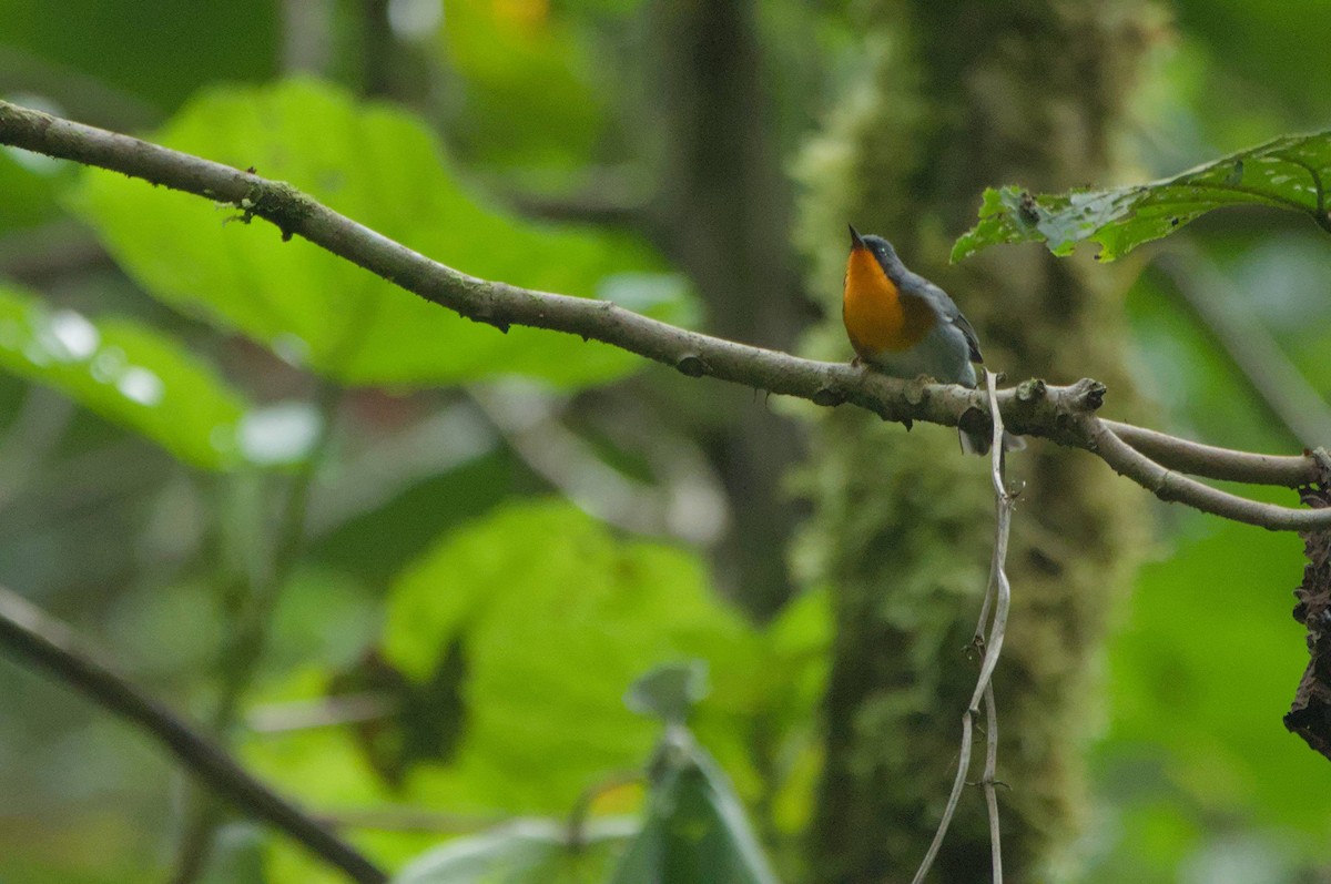 Flame-throated Warbler - ML646966061