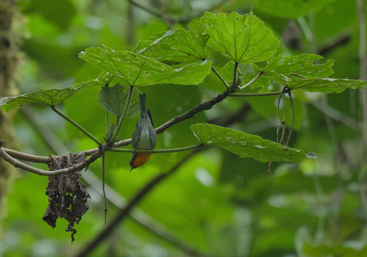Flame-throated Warbler - ML646966062