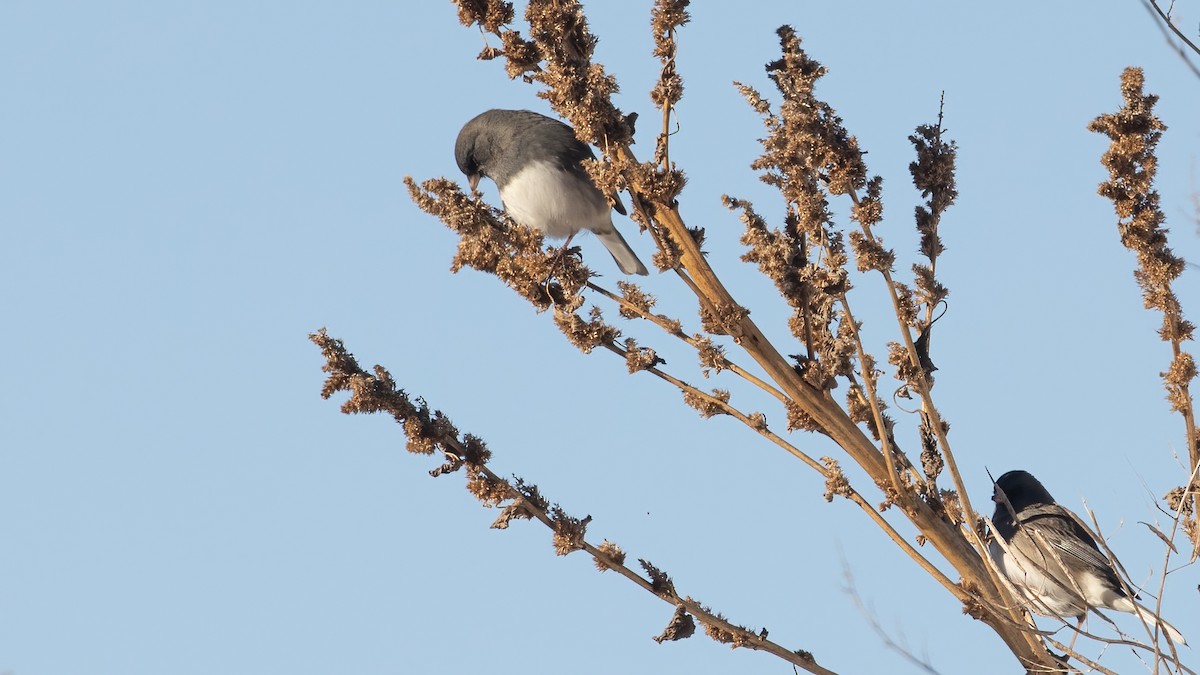 Dark-eyed Junco - ML646966064