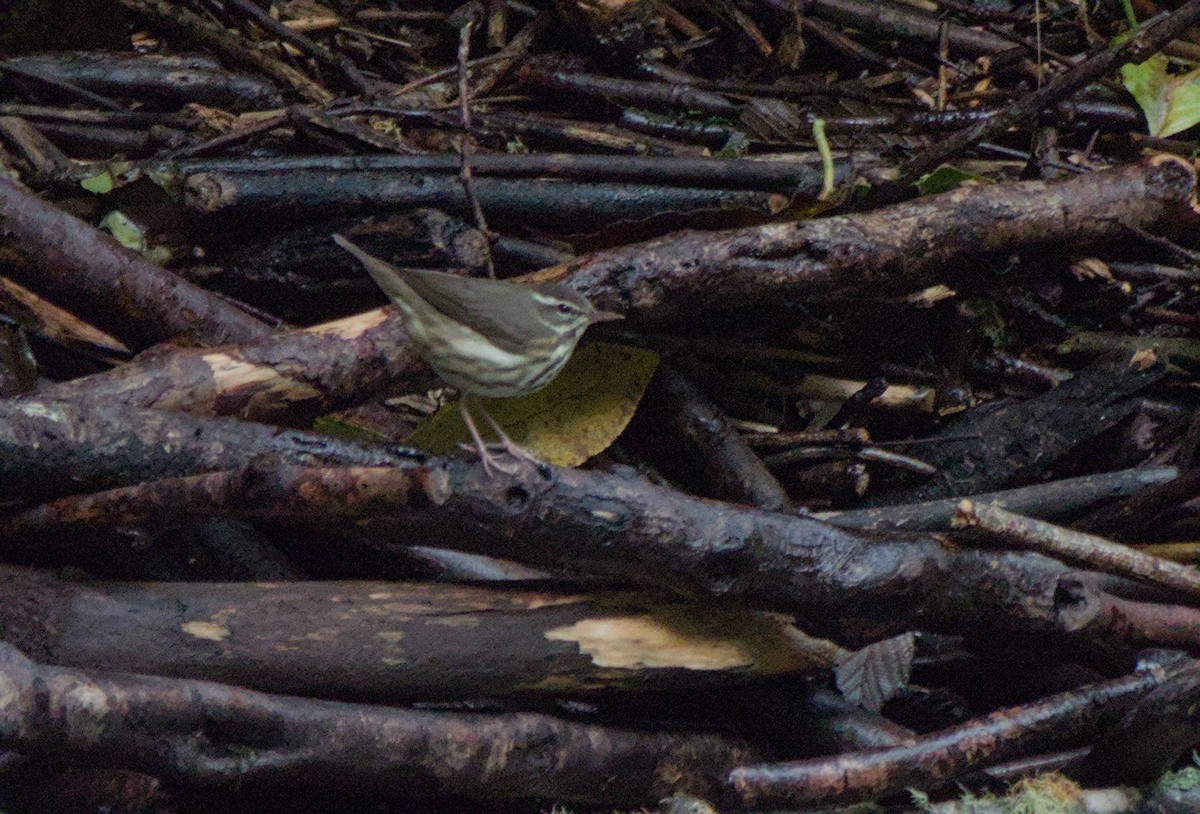 Louisiana Waterthrush - ML646966068