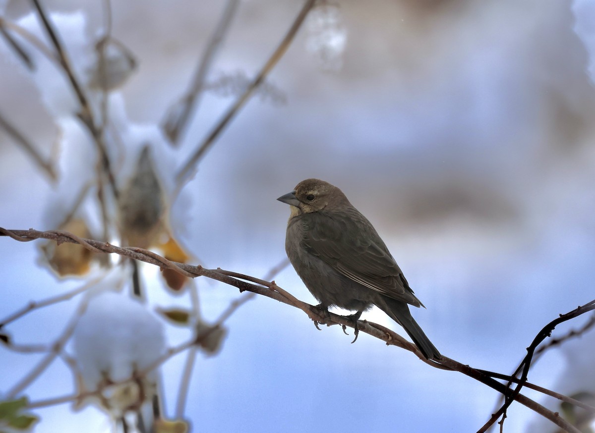 Brown-headed Cowbird - ML646966069