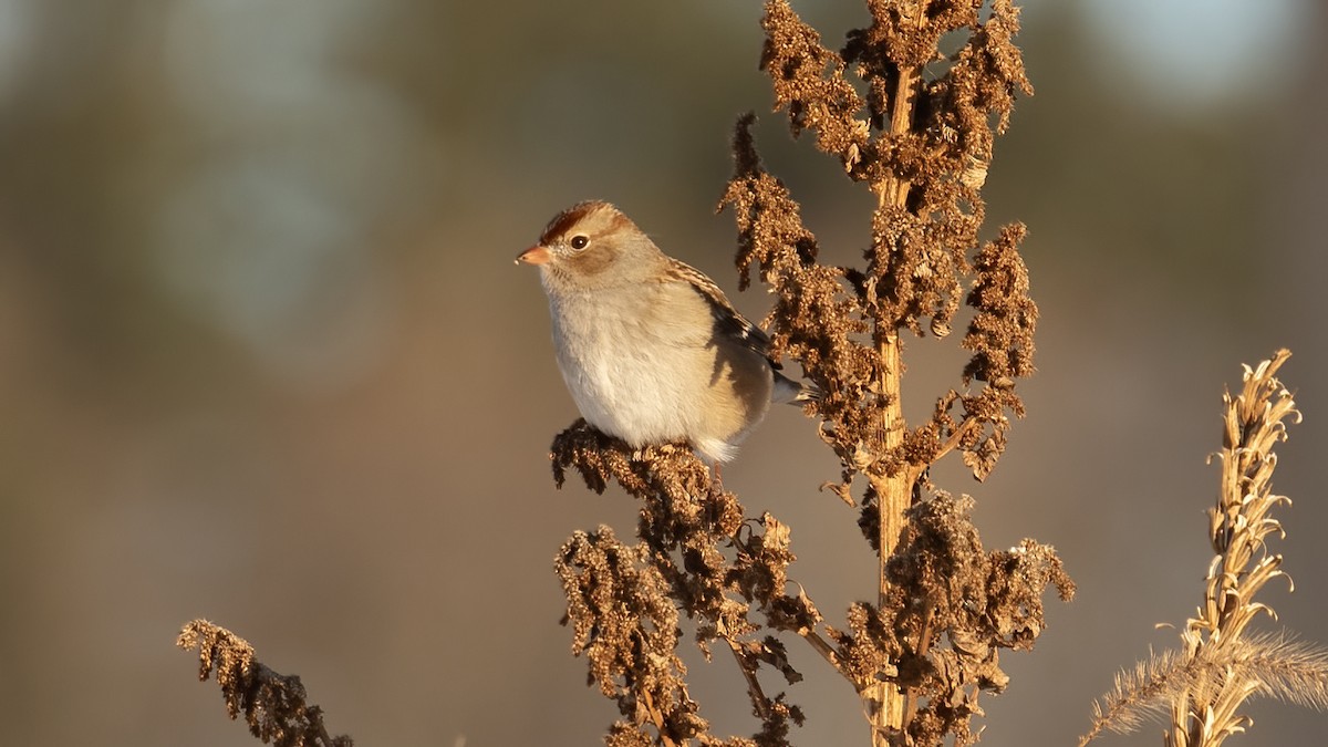 White-crowned Sparrow - ML646966070