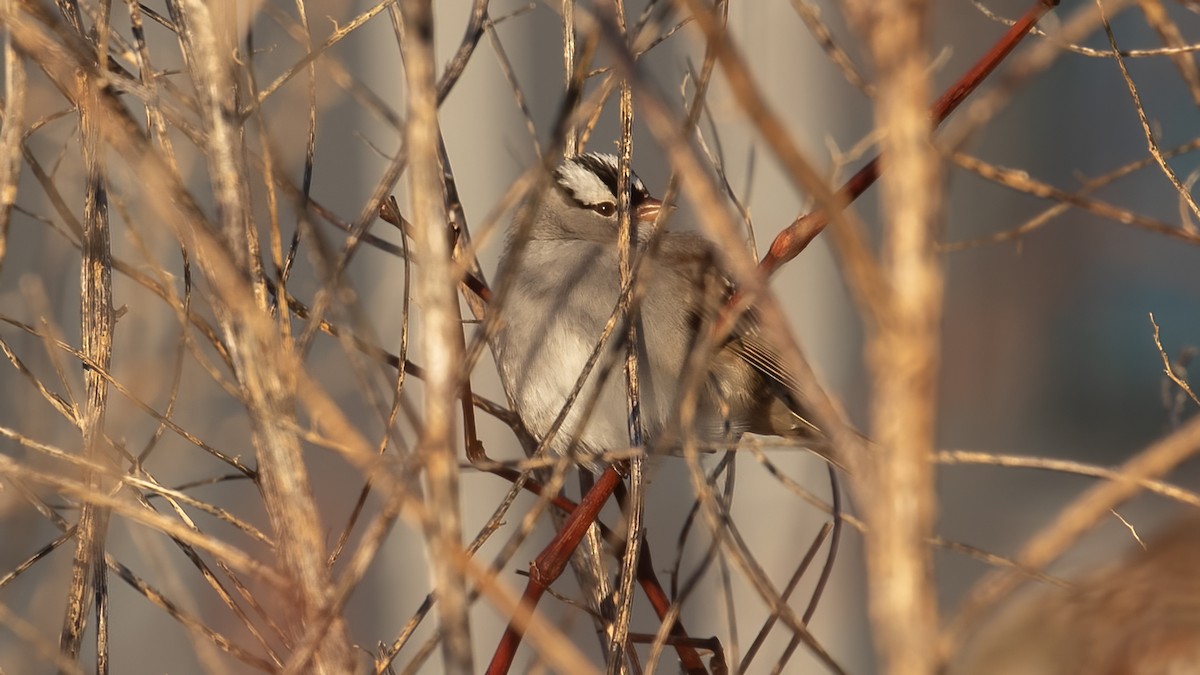 White-crowned Sparrow - ML646966071