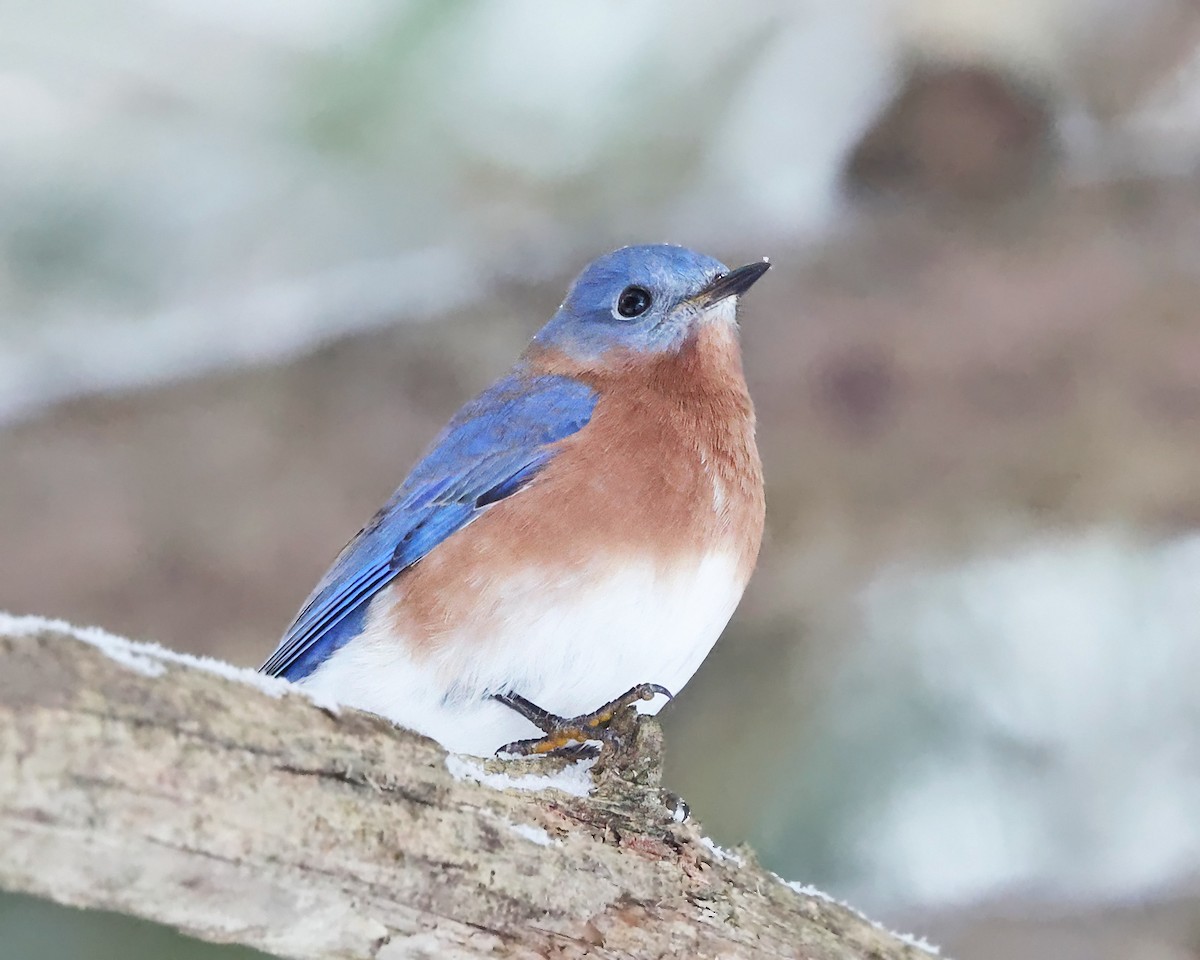 Rotkehl-Hüttensänger - ML646966072