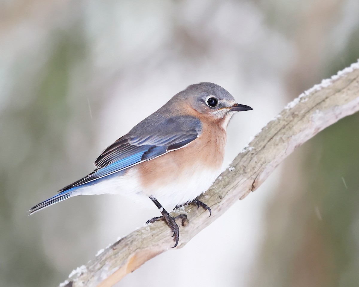 Rotkehl-Hüttensänger - ML646966074