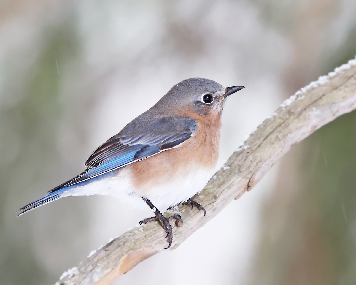 Rotkehl-Hüttensänger - ML646966076