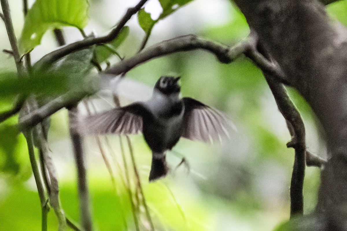 Paruline de Saint-Vincent - ML646966077