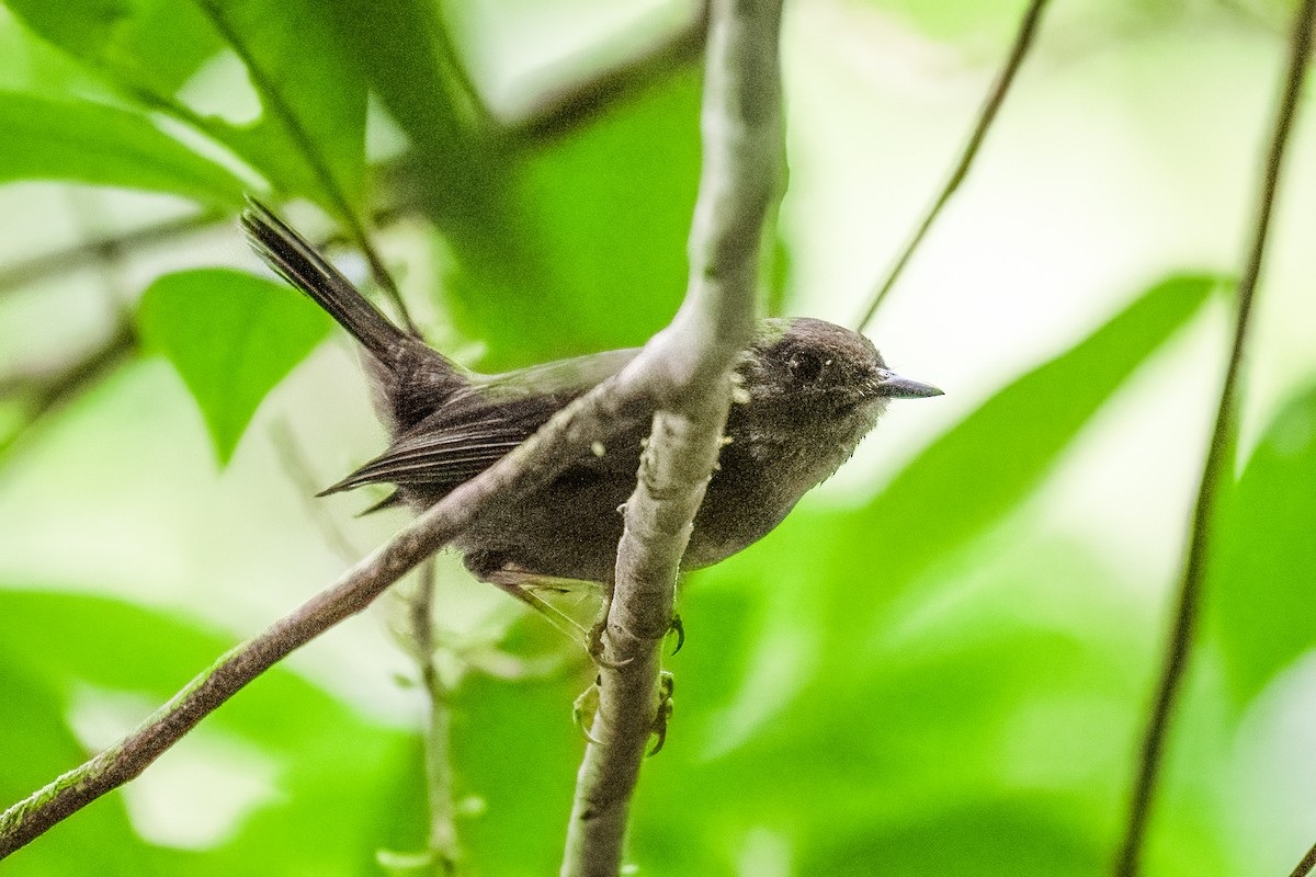 Paruline de Saint-Vincent - ML646966078