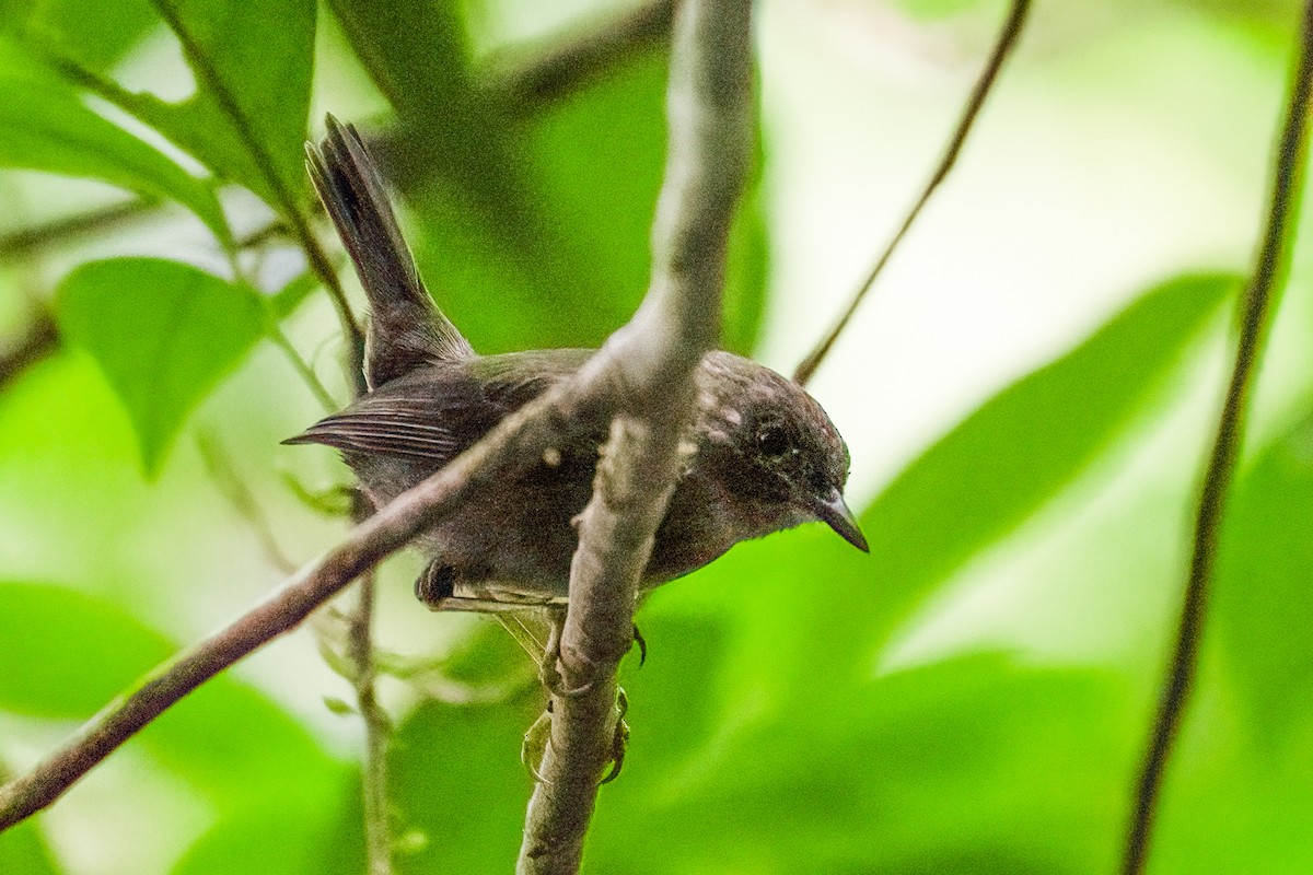 Paruline de Saint-Vincent - ML646966079
