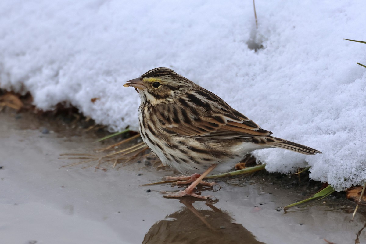 稀樹草鵐(sandwichensis群) - ML646966080