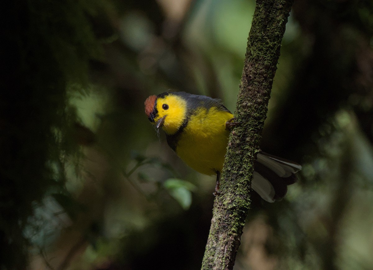 Collared Redstart - ML646966081
