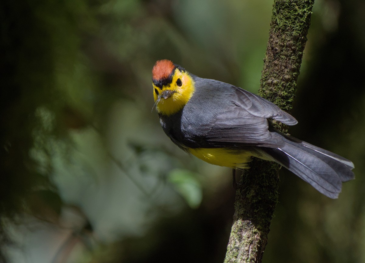 Collared Redstart - ML646966083