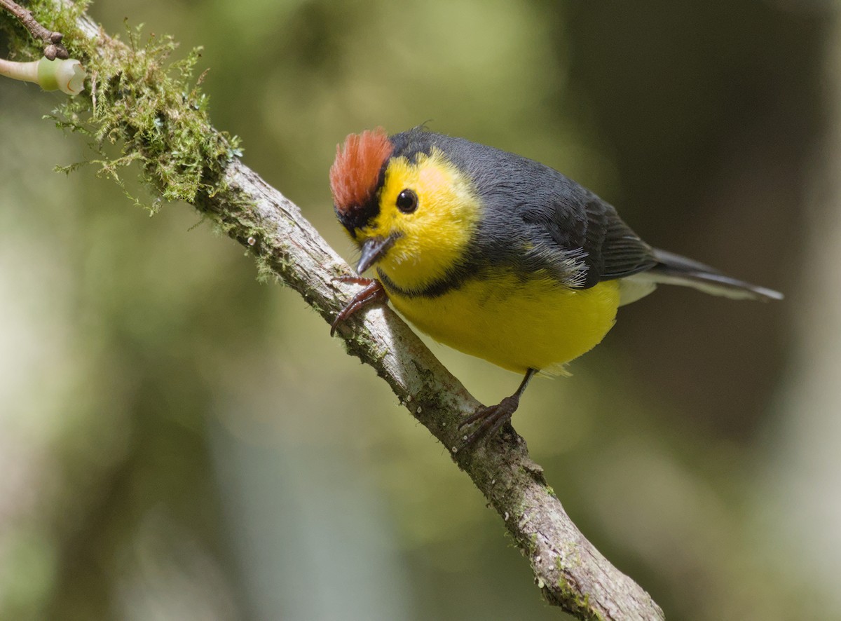Collared Redstart - ML646966084