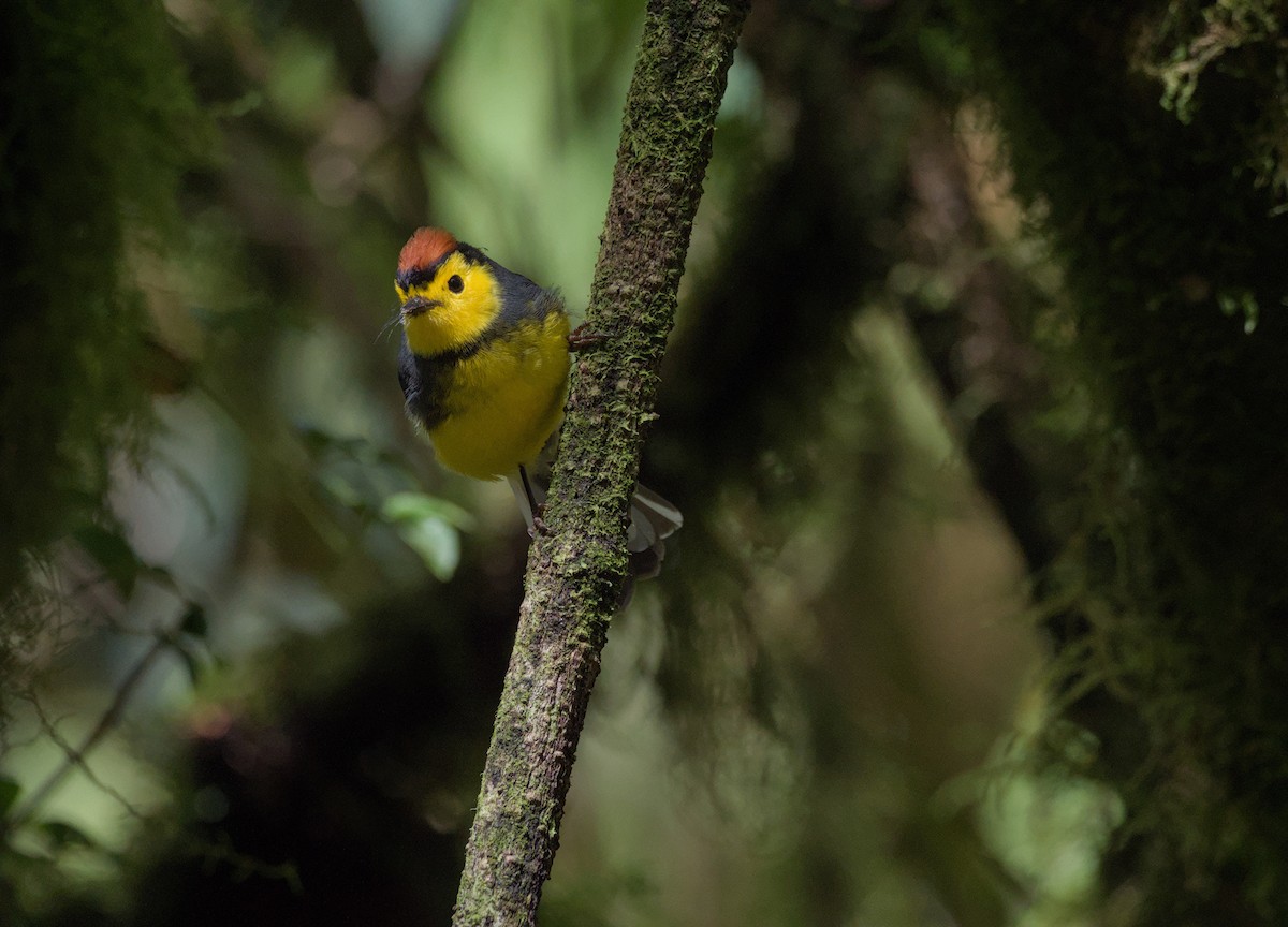 Collared Redstart - ML646966085