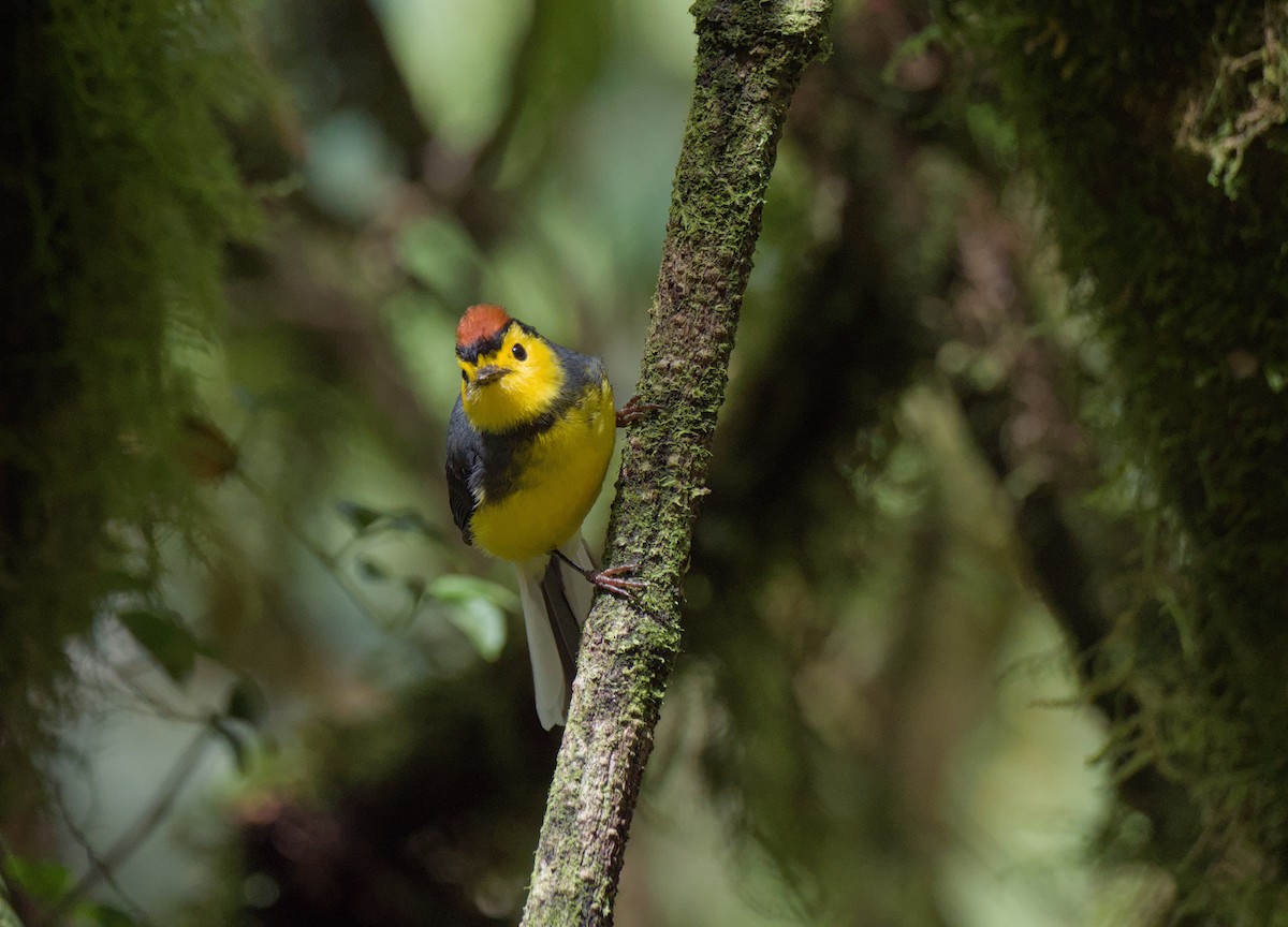 Collared Redstart - ML646966086