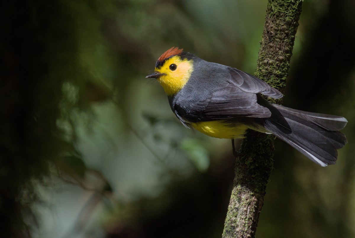 Collared Redstart - ML646966087