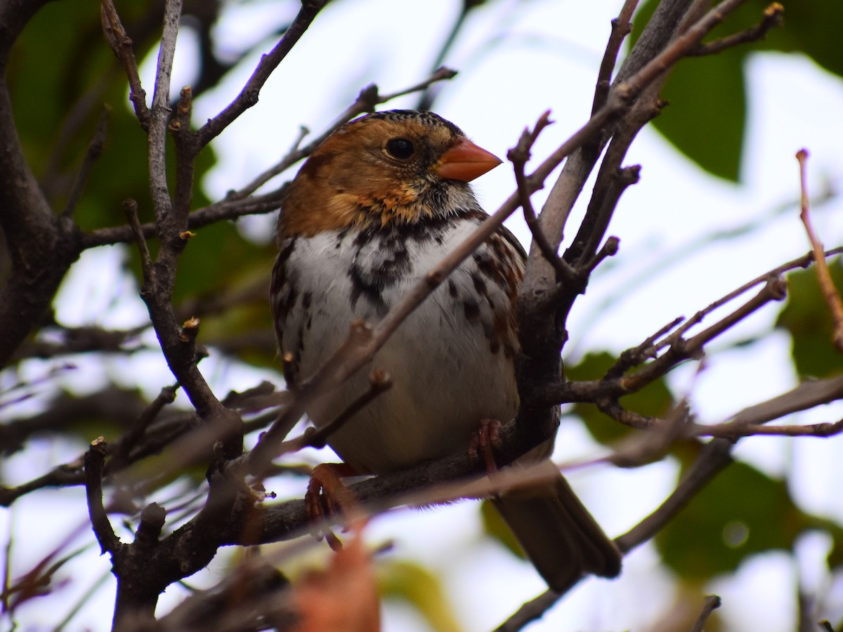 Лесная зонотрихия - ML646966090