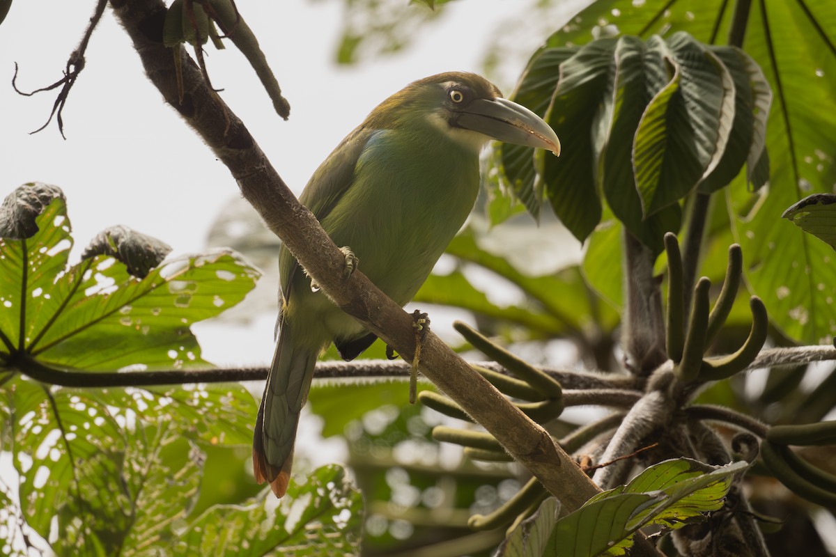 Tucanete Pechiazul - ML646966091