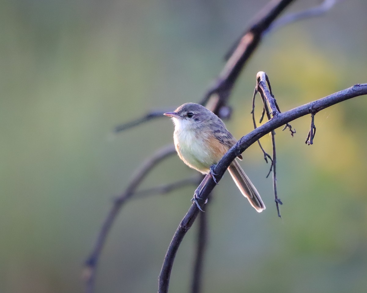 Rufous-sided Scrub-Tyrant - ML646966092