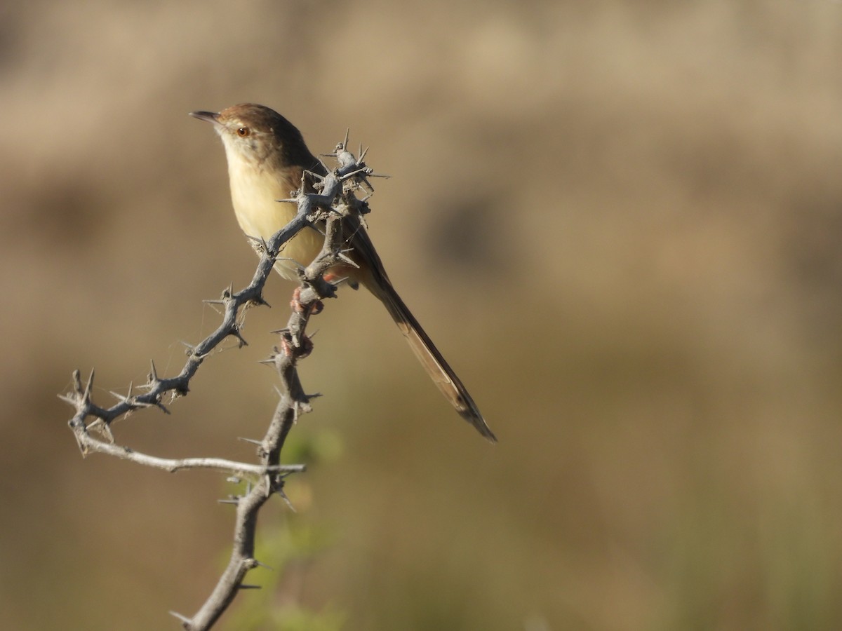 Jungle Prinia - ML646966097