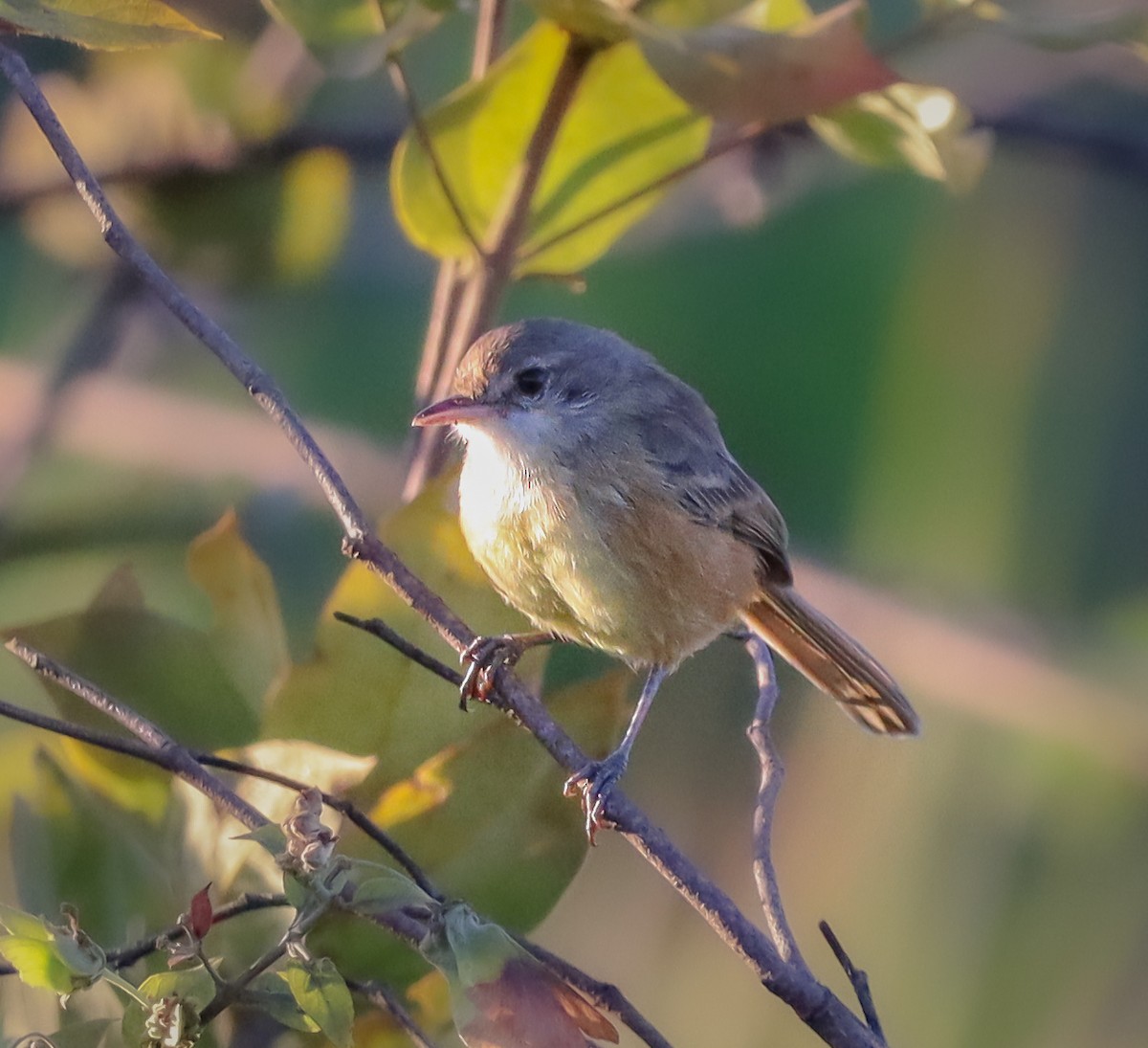 Rufous-sided Scrub-Tyrant - ML646966098