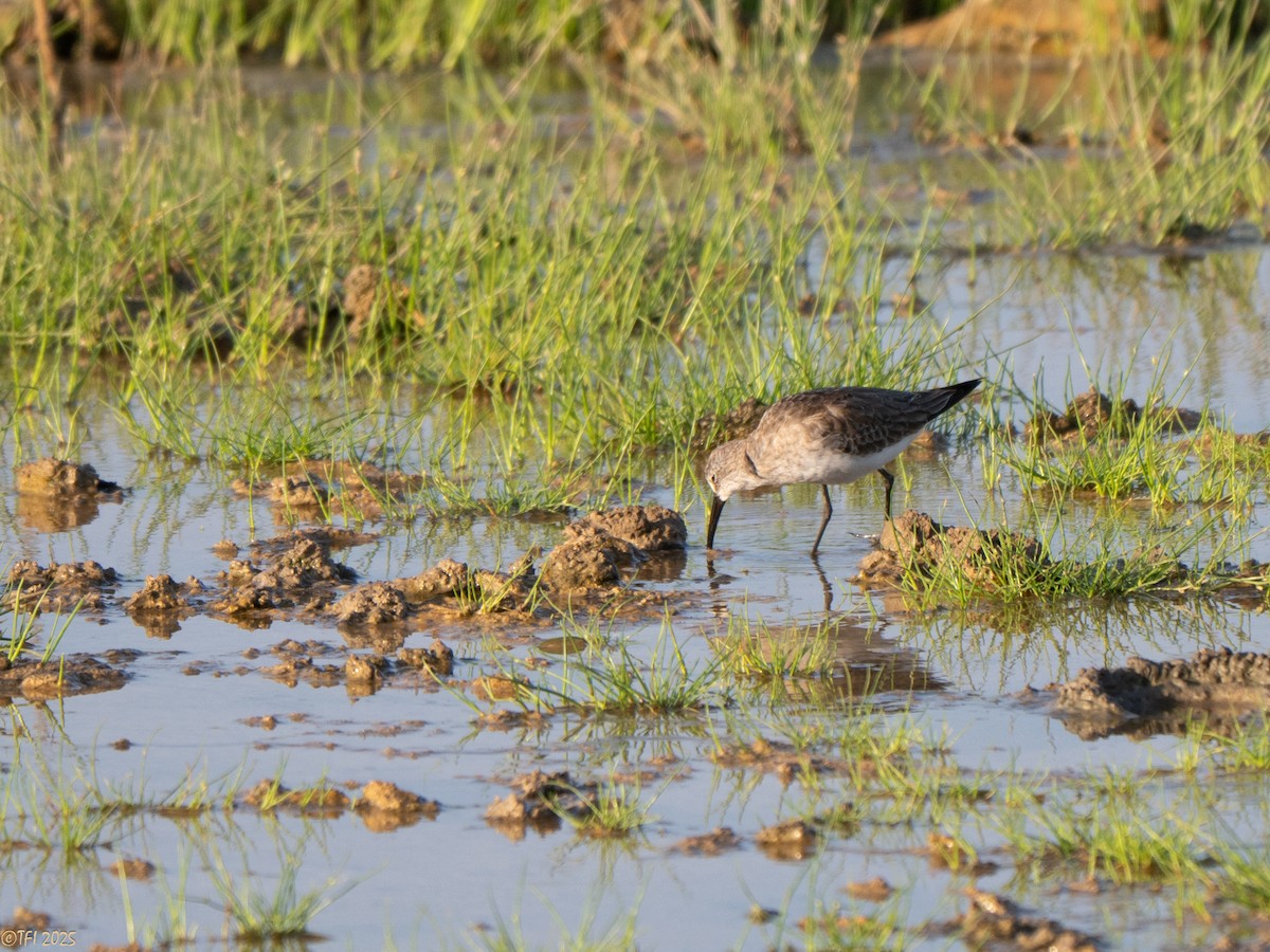 Correlimos Zarapitín - ML646966099