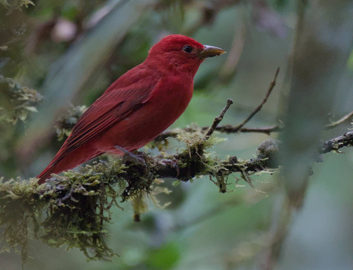 Summer Tanager - ML646966100