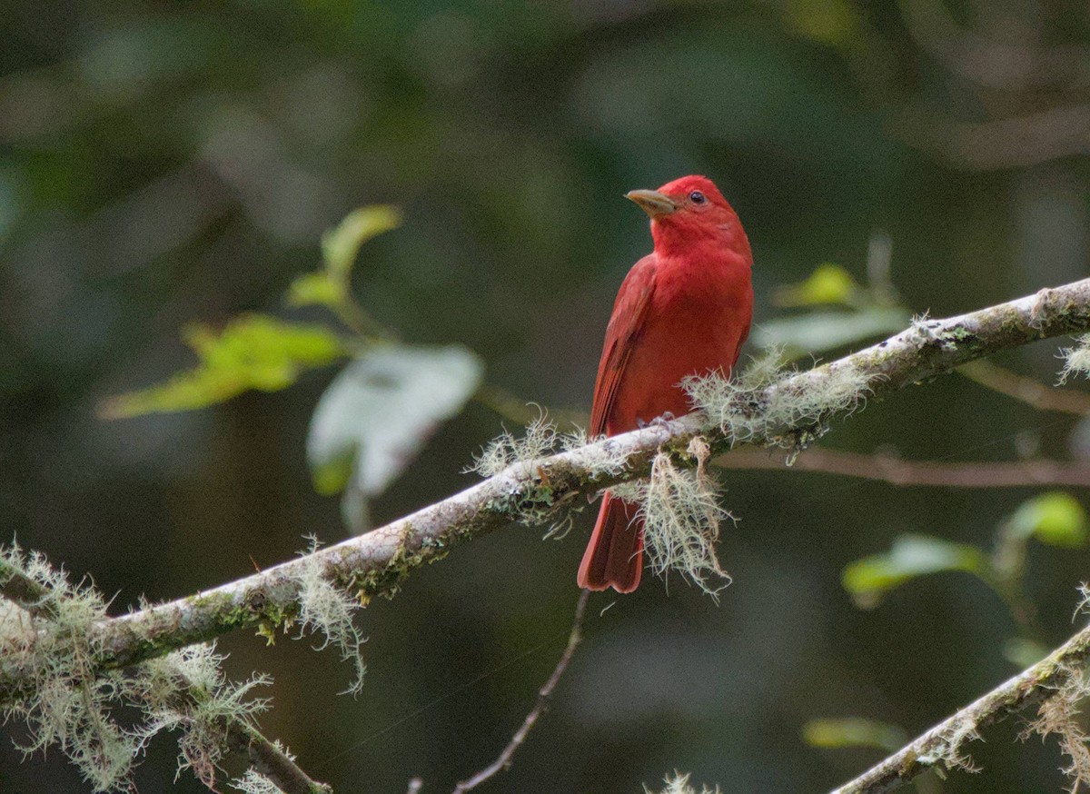 Summer Tanager - ML646966101