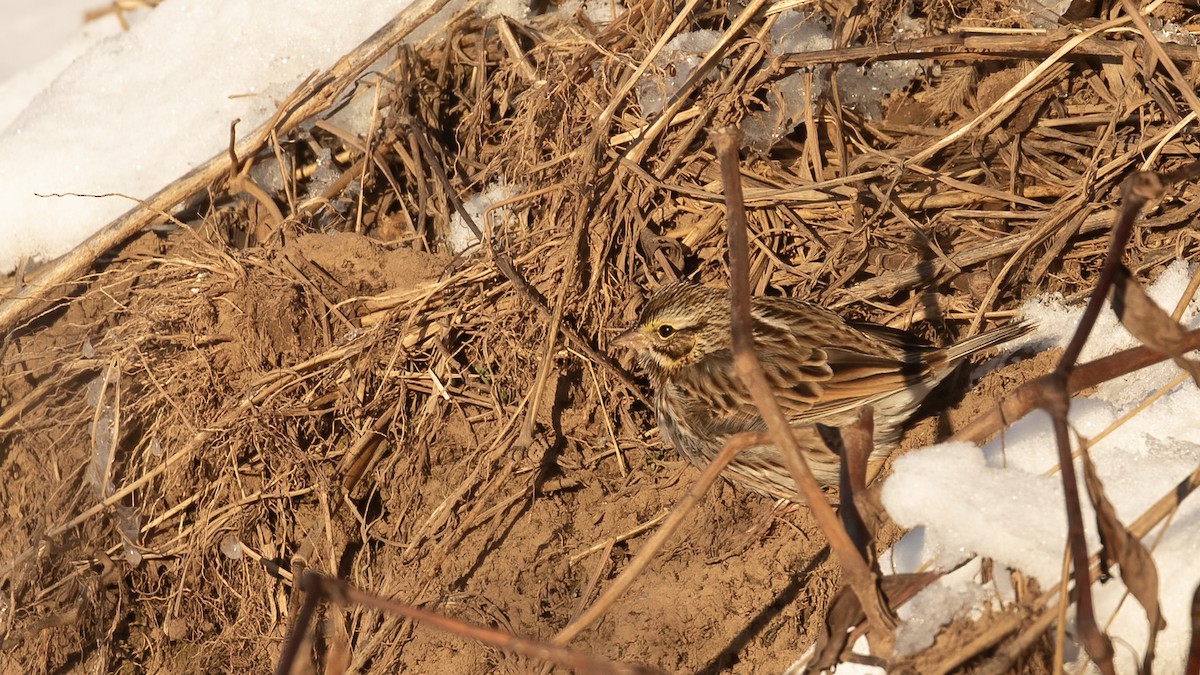 Savannah Sparrow - ML646966105
