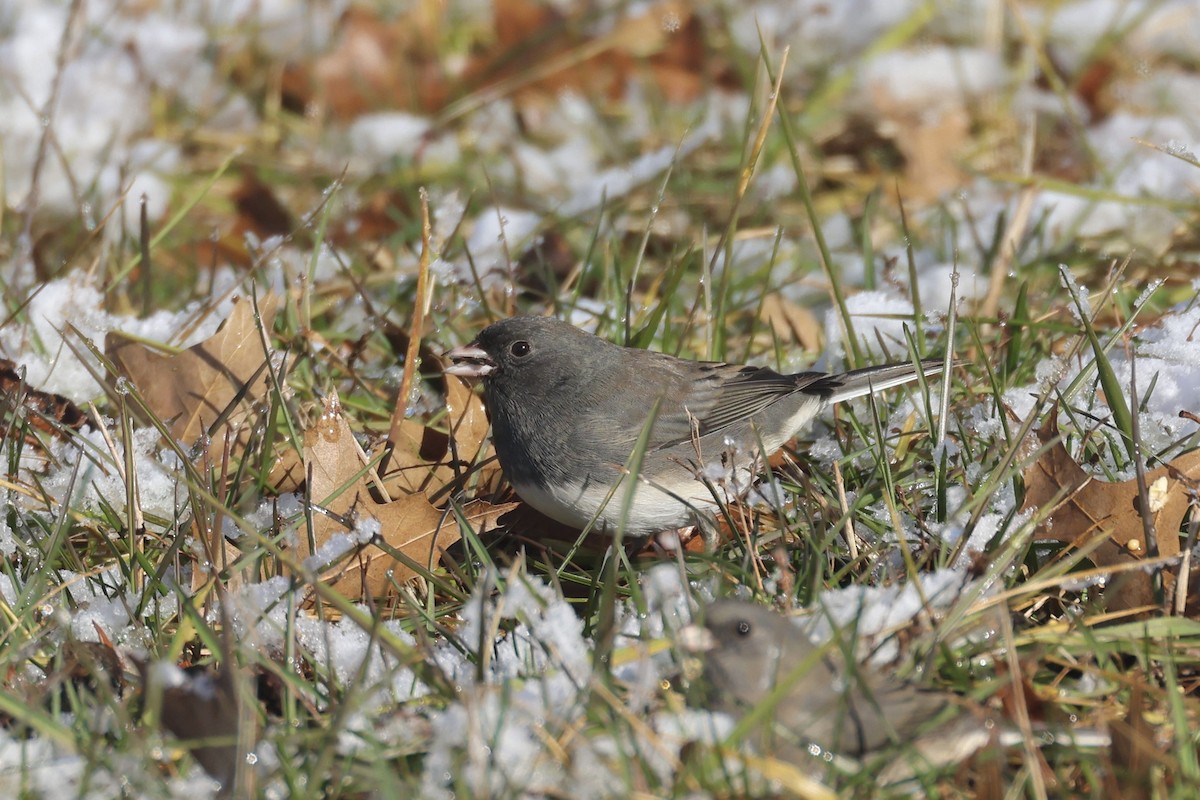 Dark-eyed Junco (Slate-colored) - ML646966106