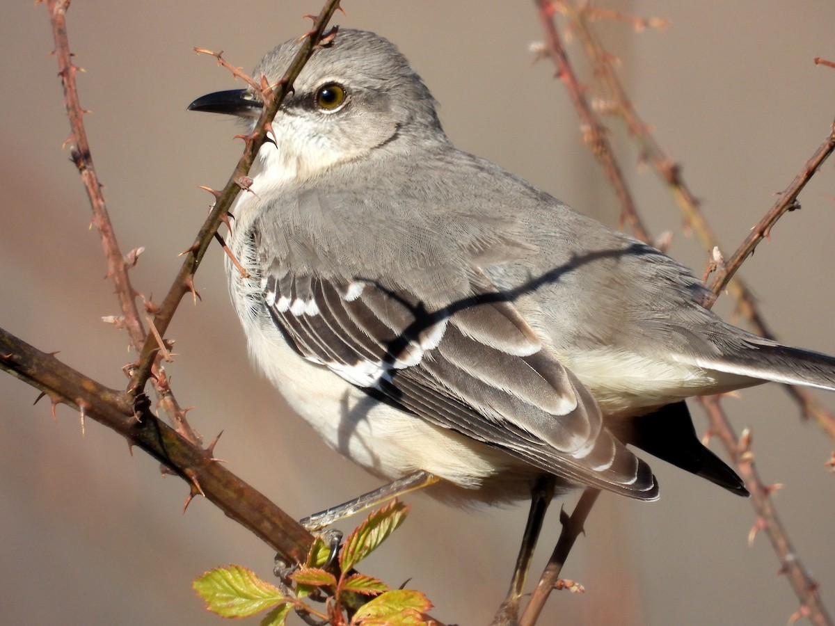 Northern Mockingbird - ML646966107