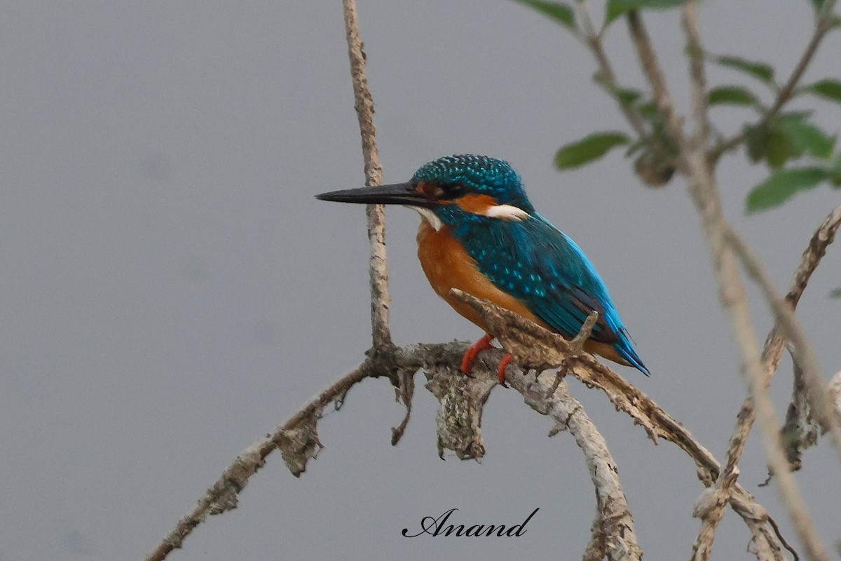 Зимородок - ML646966108