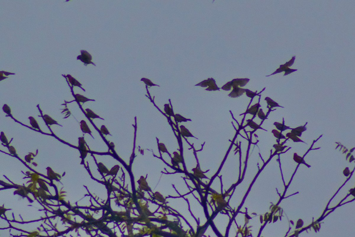 Hausgimpel - ML646966109