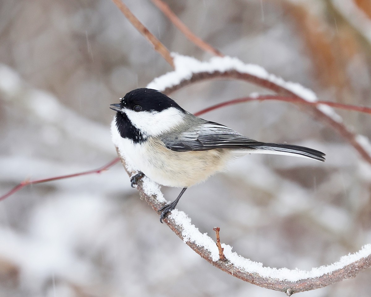 Schwarzkopfmeise - ML646966110