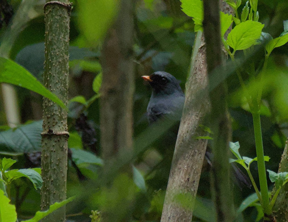 Black-faced Solitaire - ML646966111