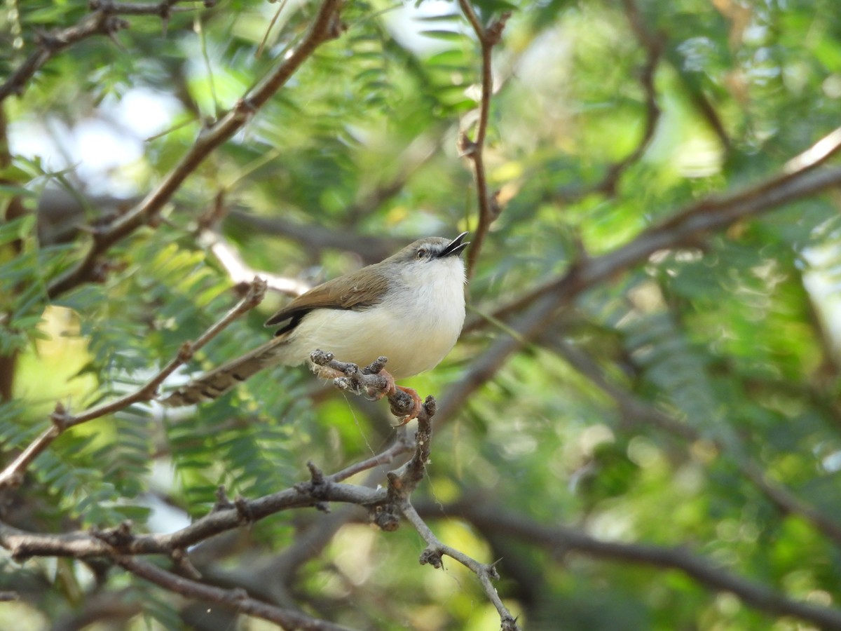 Gray-breasted Prinia - ML646966112