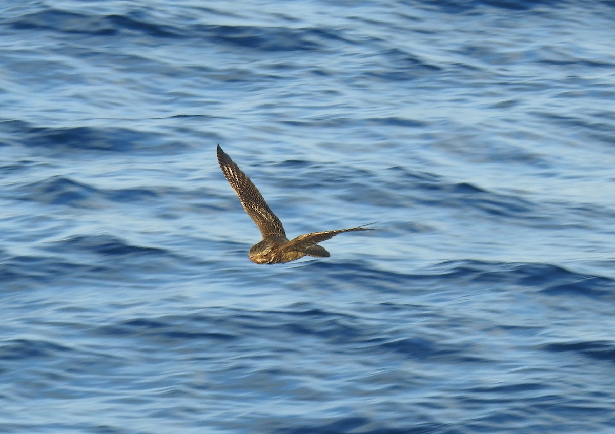 Chuck-will's-widow - ML646966113