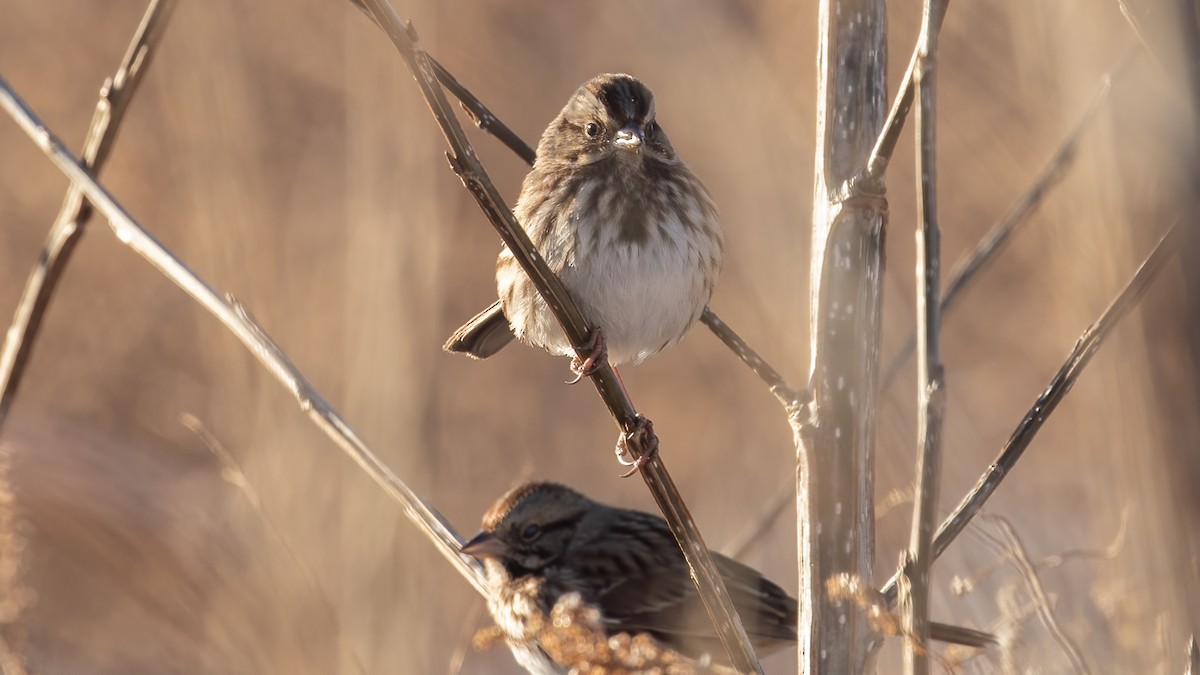 Song Sparrow - ML646966117