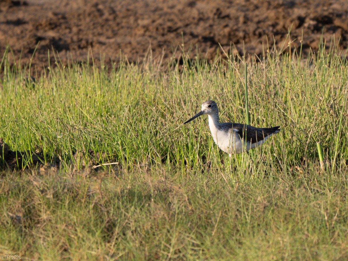 Archibebe Claro - ML646966118