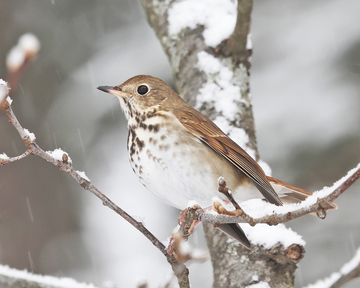 Дрізд-короткодзьоб плямистоволий - ML646966119