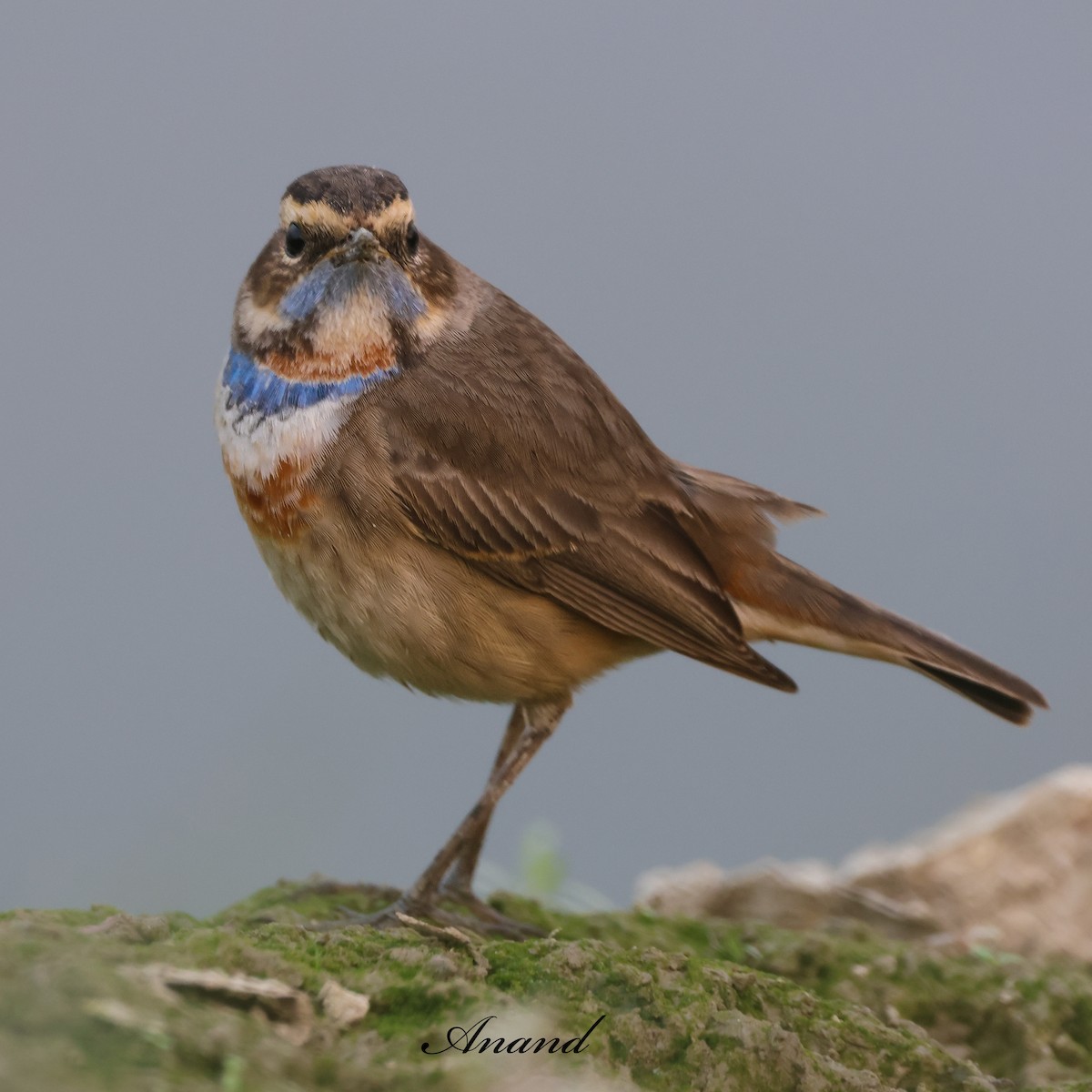 Варакушка - ML646966120