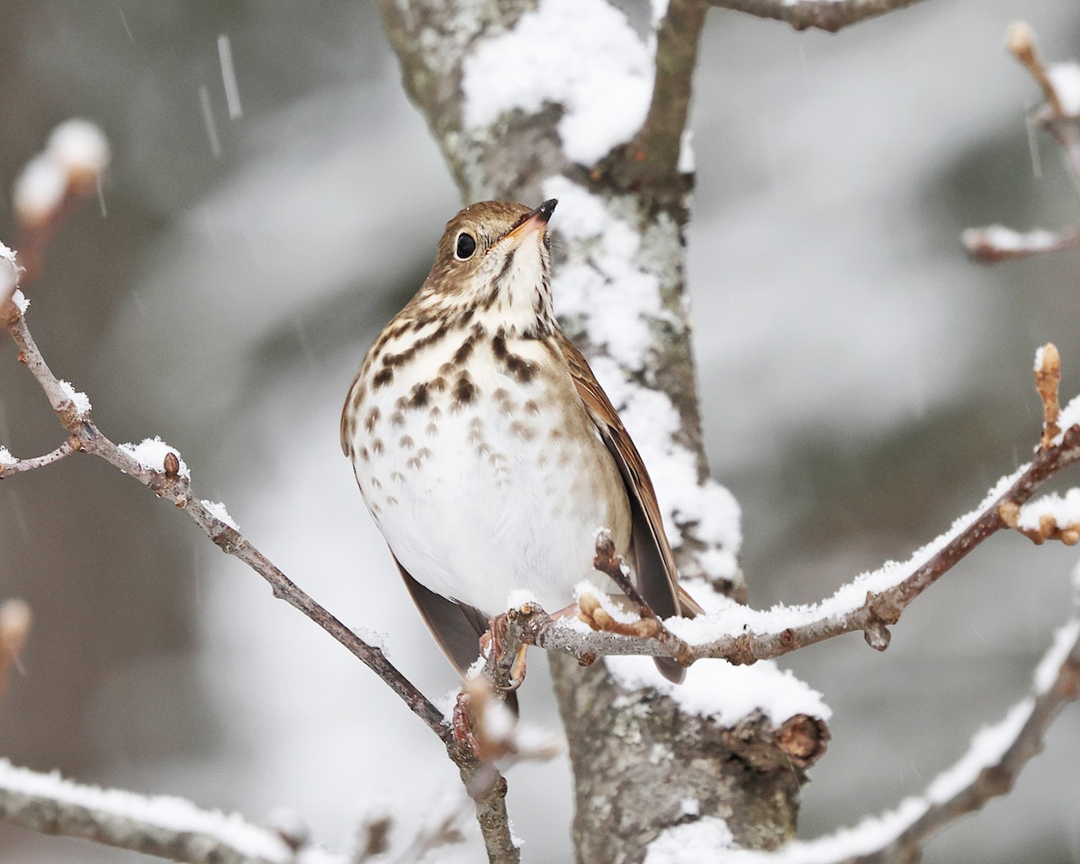 Дрізд-короткодзьоб плямистоволий - ML646966121