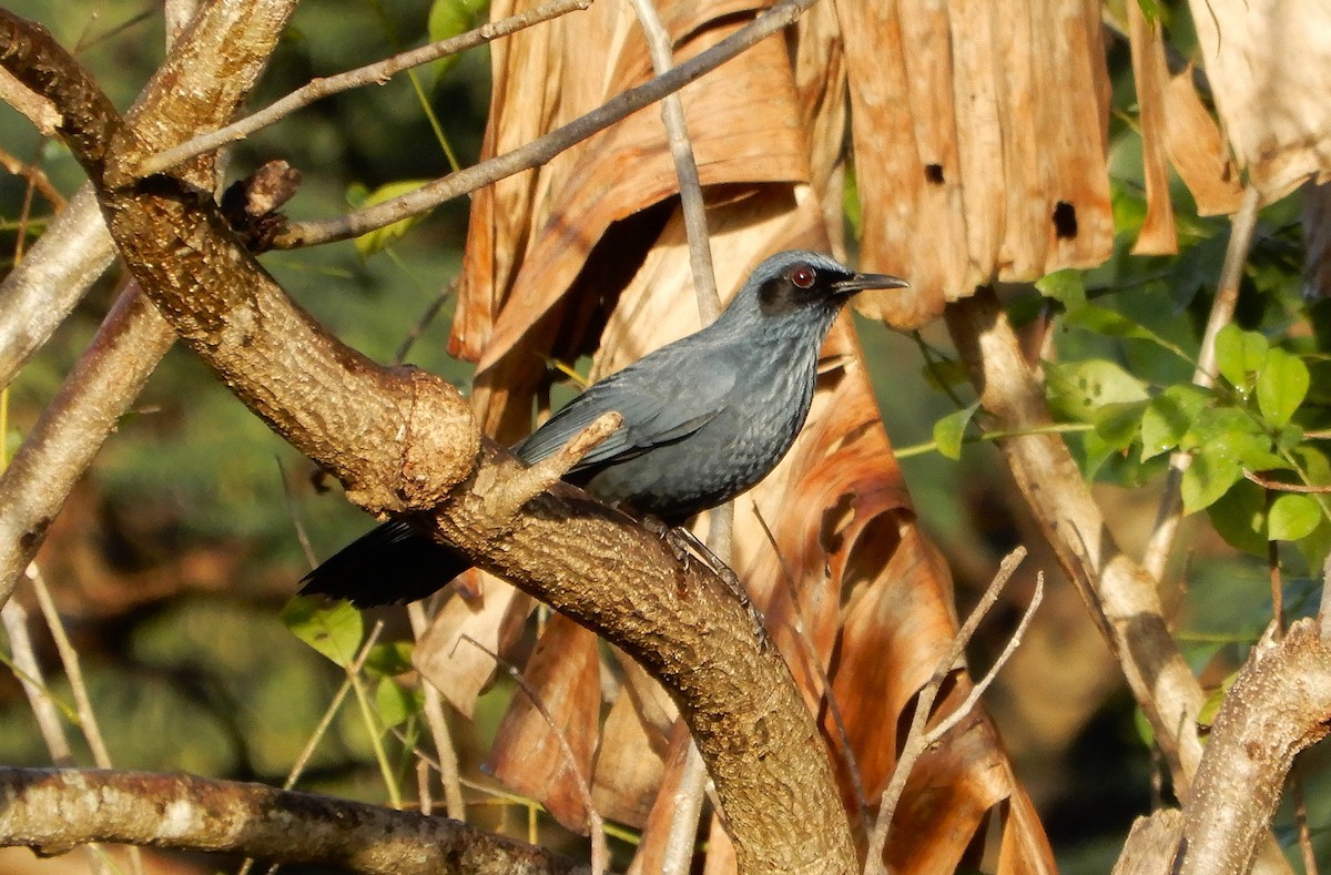 Blue Mockingbird - ML646966125